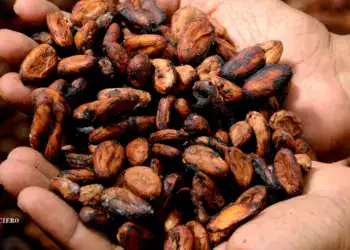 Imagen de cacao en mano