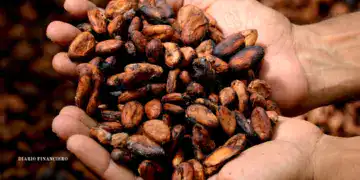 Imagen de cacao en mano