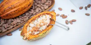 4to Festival del Chocolate Dominicano promeverá un cacao de origen único - agosto 2024