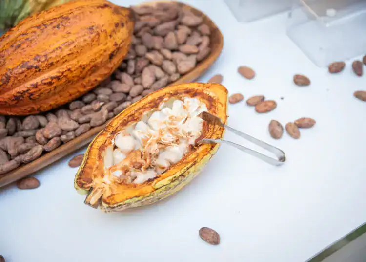 4to Festival del Chocolate Dominicano promeverá un cacao de origen único - agosto 2024