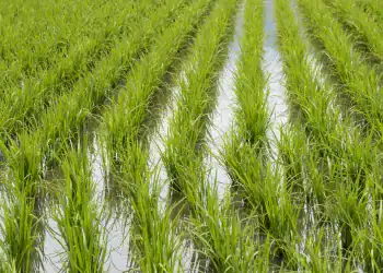 Producción de arroz