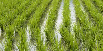Producción de arroz