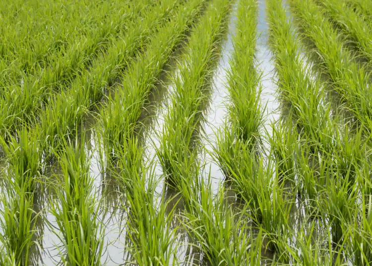 Producción de arroz