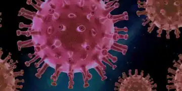 metapneumovirus humano