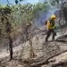 Aumento salarial bomberos forestales - DIARIO FINANCIERO