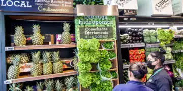 Bogota, Colombia, El Chico, Carulla SmartMarket supermarket, hydroponic lettuce display, pineapples and plastic-free shopping, two employees. (Photo by: Jeffrey Greenberg/Universal Images Group via Getty Images)