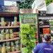 Bogota, Colombia, El Chico, Carulla SmartMarket supermarket, hydroponic lettuce display, pineapples and plastic-free shopping, two employees. (Photo by: Jeffrey Greenberg/Universal Images Group via Getty Images)
