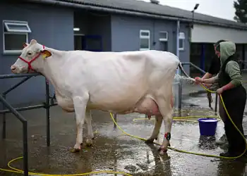 SHEPTON MALLET, ENGLAND - OCTOBER 01: Cattle are prepared for judging at The Dairy Show at the Bath and West Showground on October 01, 2025 in Shepton Mallet, England. The Dairy Show event is one of the most important dates in the dairy farmer's calendar, combining a comprehensive trade show with an exhibition of top-quality dairy cattle. (Photo by Finnbarr Webster/Getty Images)
