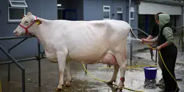 SHEPTON MALLET, ENGLAND - OCTOBER 01: Cattle are prepared for judging at The Dairy Show at the Bath and West Showground on October 01, 2025 in Shepton Mallet, England. The Dairy Show event is one of the most important dates in the dairy farmer's calendar, combining a comprehensive trade show with an exhibition of top-quality dairy cattle. (Photo by Finnbarr Webster/Getty Images)