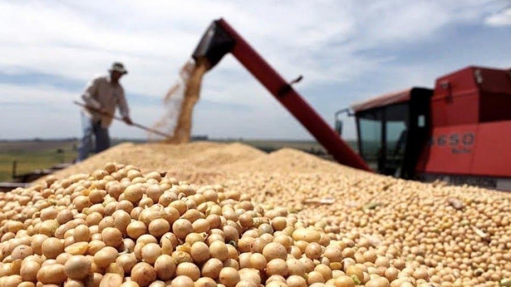 Cosecha de soja en el campo.