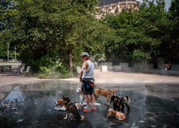 A caring dog sitter cools off dogs in a mist fountain as France experiences a heatwave, in central Paris on June 23, 2026. (Photo by Dimitar DILKOFF / AFP)