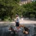 A caring dog sitter cools off dogs in a mist fountain as France experiences a heatwave, in central Paris on June 23, 2026. (Photo by Dimitar DILKOFF / AFP)
