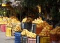 Mangos dominicanos listos para exportación en una planta de empaque agrícola en Peravia