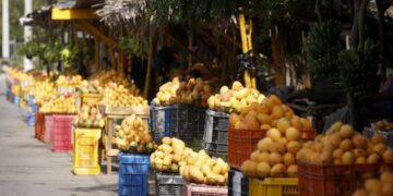 Mangos dominicanos listos para exportación en una planta de empaque agrícola en Peravia