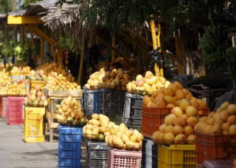 Mangos dominicanos listos para exportación en una planta de empaque agrícola en Peravia