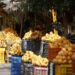 Mangos dominicanos listos para exportación en una planta de empaque agrícola en Peravia