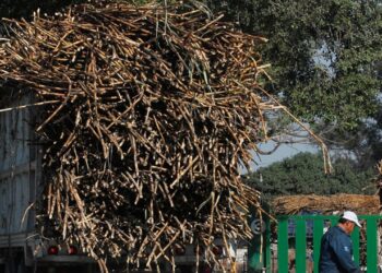Campo de caña de azúcar en México con trabajadores durante la cosecha para exportación