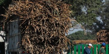 Campo de caña de azúcar en México con trabajadores durante la cosecha para exportación