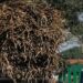 Campo de caña de azúcar en México con trabajadores durante la cosecha para exportación