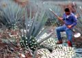 Botellas de tequila mexicano en línea de producción, símbolo de las exportaciones agroindustriales de México
