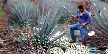 Botellas de tequila mexicano en línea de producción, símbolo de las exportaciones agroindustriales de México