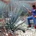 Botellas de tequila mexicano en línea de producción, símbolo de las exportaciones agroindustriales de México