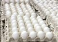Contenedores con huevos dominicanos listos para exportación hacia Cuba en un puerto