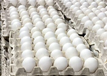 Contenedores con huevos dominicanos listos para exportación hacia Cuba en un puerto