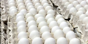 Contenedores con huevos dominicanos listos para exportación hacia Cuba en un puerto