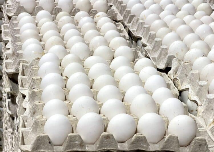 Contenedores con huevos dominicanos listos para exportación hacia Cuba en un puerto