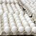 Contenedores con huevos dominicanos listos para exportación hacia Cuba en un puerto