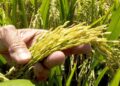 Cultivo de arroz en campos dominicanos con trabajadores agrícolas y plantaciones inundadas al fondo