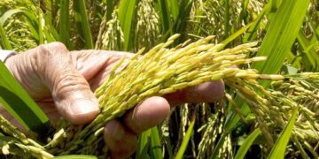 Cultivo de arroz en campos dominicanos con trabajadores agrícolas y plantaciones inundadas al fondo