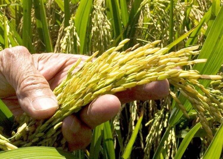 Cultivo de arroz en campos dominicanos con trabajadores agrícolas y plantaciones inundadas al fondo
