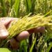 Cultivo de arroz en campos dominicanos con trabajadores agrícolas y plantaciones inundadas al fondo