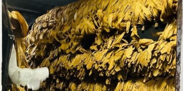 Productores dominicanos de tabaco en rama en campos de cultivo de la región del Cibao, República Dominicana