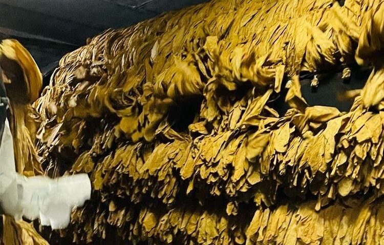 Productores dominicanos de tabaco en rama en campos de cultivo de la región del Cibao, República Dominicana