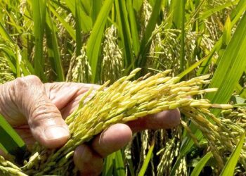 Productores de arroz dominicanos en un campo de cultivo durante la cosecha en República Dominicana