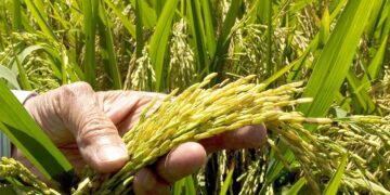 Productores de arroz dominicanos en un campo de cultivo durante la cosecha en República Dominicana