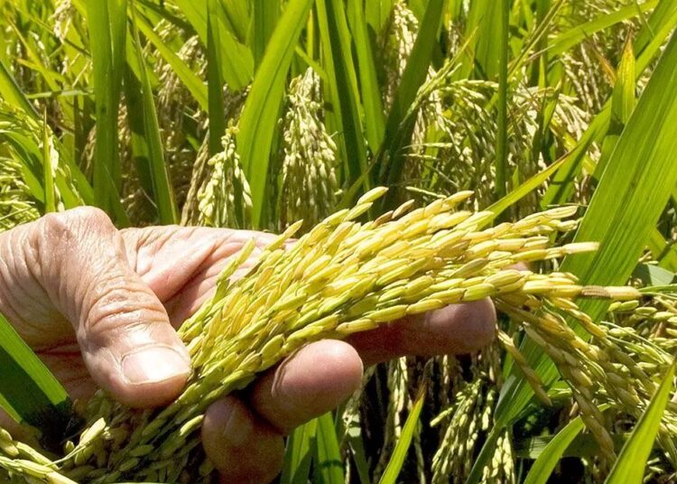 Productores de arroz dominicanos en un campo de cultivo durante la cosecha en República Dominicana