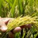 Productores de arroz dominicanos en un campo de cultivo durante la cosecha en República Dominicana