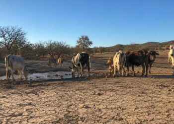 Campo agrícola seco en México afectado por sequía del fenómeno El Niño, con cultivos dañados por falta de lluvia