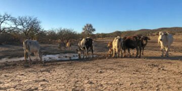 Campo agrícola seco en México afectado por sequía del fenómeno El Niño, con cultivos dañados por falta de lluvia