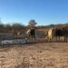 Campo agrícola seco en México afectado por sequía del fenómeno El Niño, con cultivos dañados por falta de lluvia