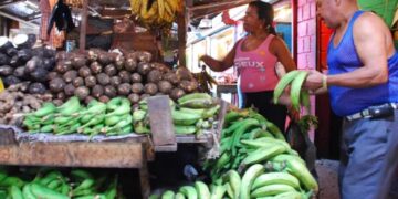 Racimos de plátanos verdes en un mercado dominicano con precios en carteles
