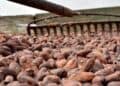 Productor dominicano revisando plantación de cacao en Monte Plata durante proceso de georeferenciación para cumplir normas de la Unión Europea
