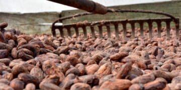 Productor dominicano revisando plantación de cacao en Monte Plata durante proceso de georeferenciación para cumplir normas de la Unión Europea