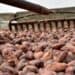 Productor dominicano revisando plantación de cacao en Monte Plata durante proceso de georeferenciación para cumplir normas de la Unión Europea