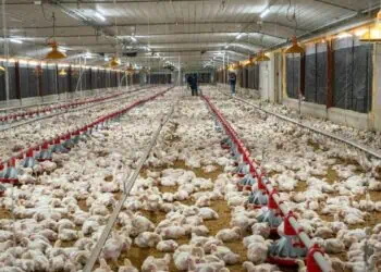 Trabajadores revisando bandejas de huevos en una planta avícola de República Dominicana