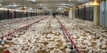 Trabajadores revisando bandejas de huevos en una planta avícola de República Dominicana